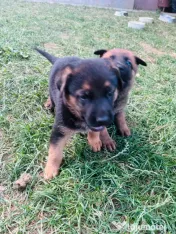Ciobănesc Malinois x Ciobănesc German