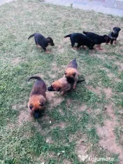 Ciobănesc Malinois x Ciobănesc German