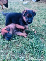 Ciobănesc Malinois x Ciobănesc German