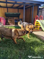 Ciobănesc Malinois x Ciobănesc German