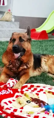 Ciobănesc Malinois x Ciobănesc German