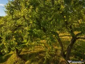 FILM! Confortabila ariere, 4.500 mp, arbori roditori, Sancra