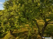 FILM! Confortabila ariere, 4.500 mp, arbori roditori, Sancra 
