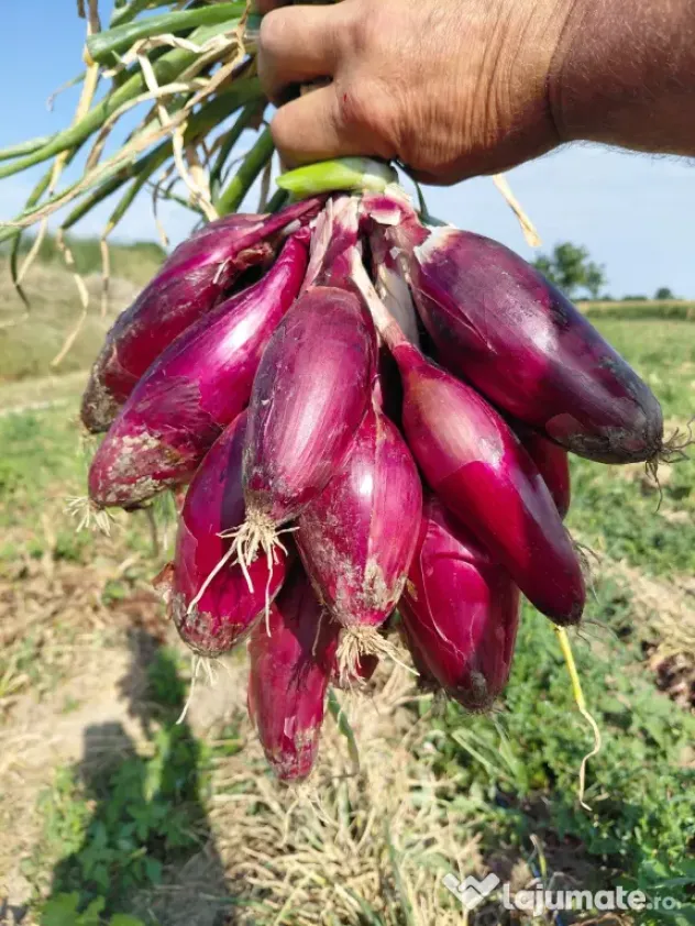 Ceapă roșie de apă