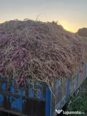 Ceapă roșie de apă