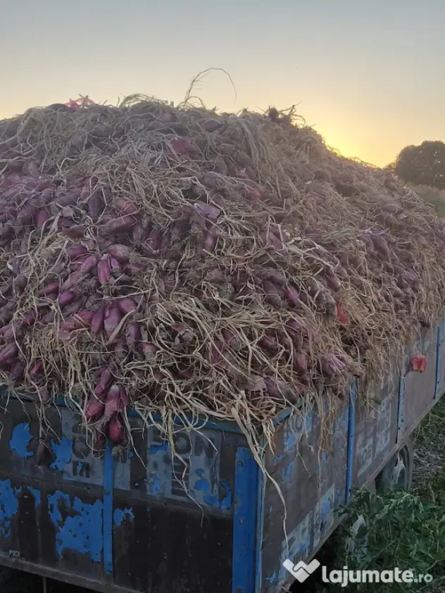 Ceapă roșie de apă