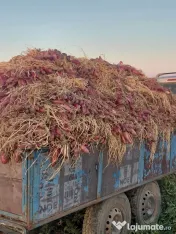 Ceapă roșie de apă