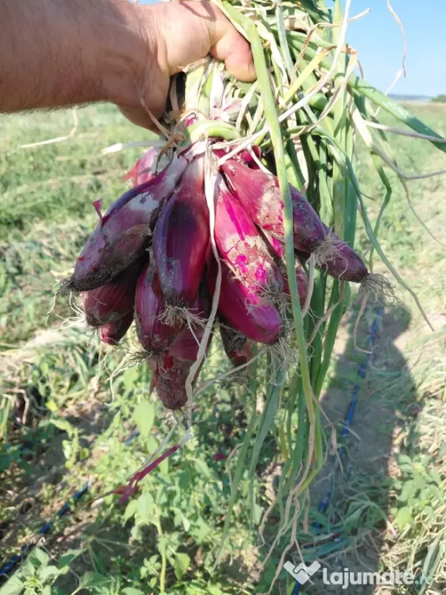 Ceapă roșie de apă