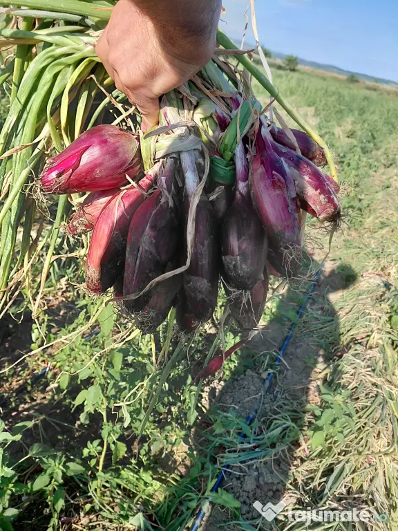Ceapă roșie de apă