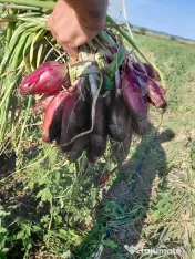 Ceapă roșie de apă 