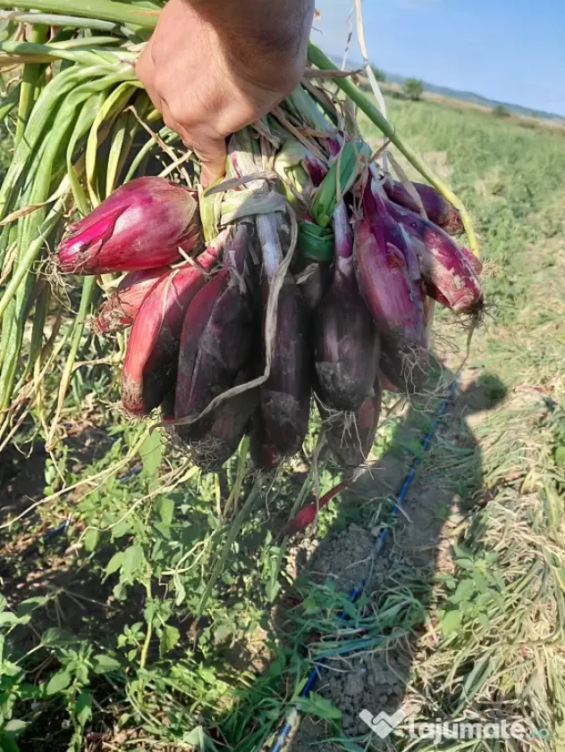 Ceapă roșie de apă