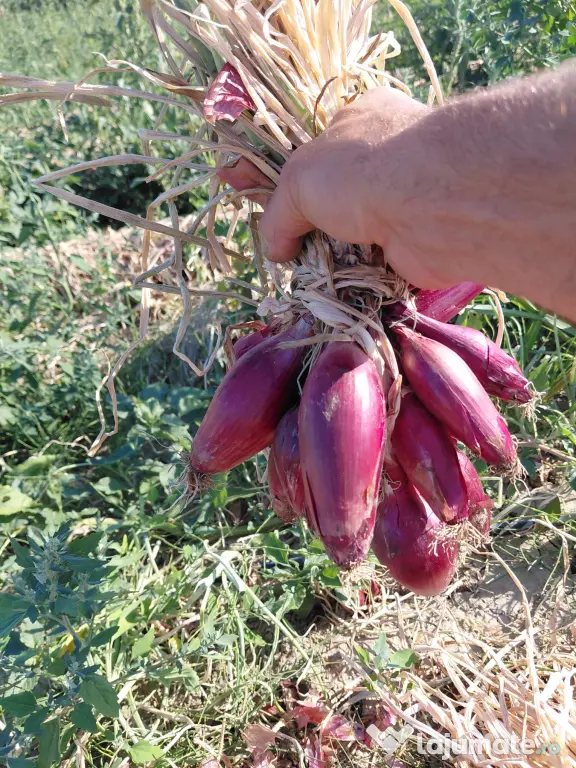 Ceapă roșie de apă