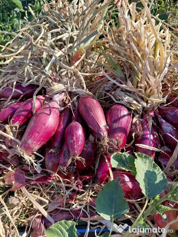 Ceapă roșie de apă