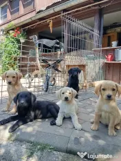 Puiuți de Labrador 