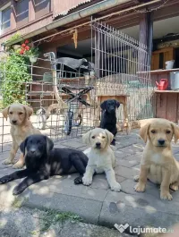 Puiuți de Labrador 