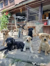 Puiuți de Labrador