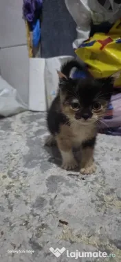 Pisicute drăguțe jucăușe curate si inteligente de rasa scottish fold mama si tatal 