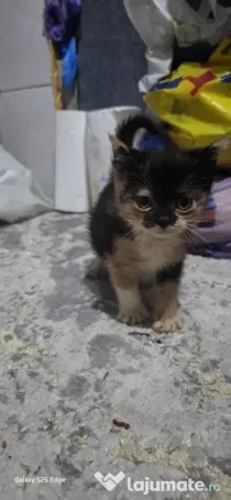 Pisicute drăguțe jucăușe curate si inteligente de rasa scottish fold mama si tatal