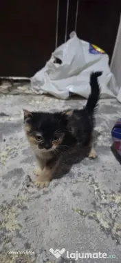Pisicute drăguțe jucăușe curate si inteligente de rasa scottish fold mama si tatal 