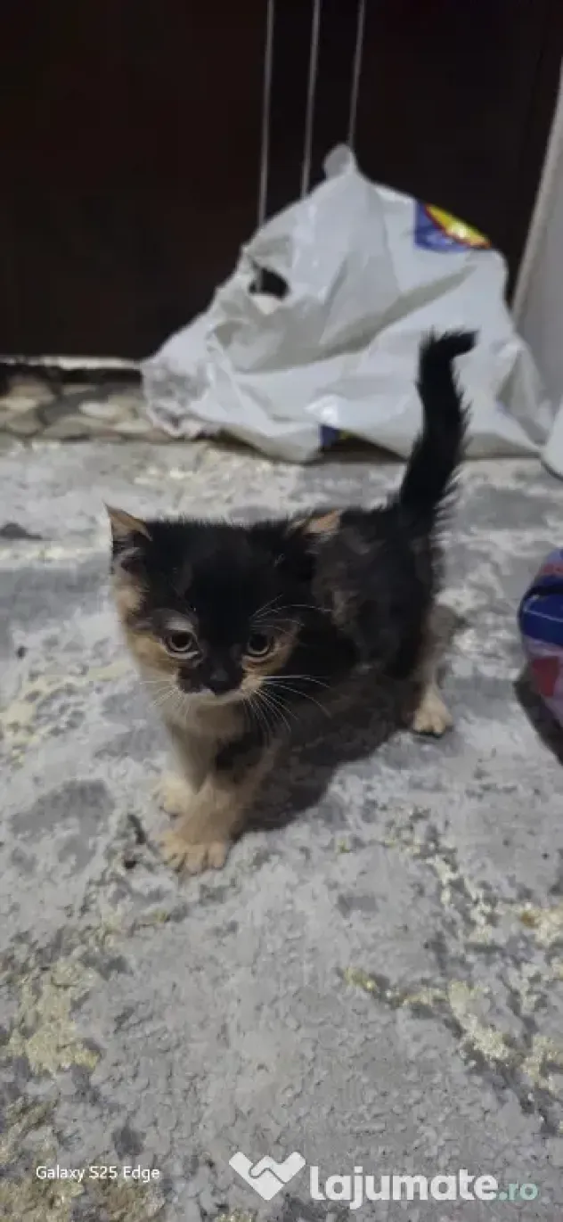 Pisicute drăguțe jucăușe curate si inteligente de rasa scottish fold mama si tatal