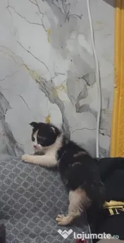 Pisicute drăguțe jucăușe curate si inteligente de rasa scottish fold mama si tatal 