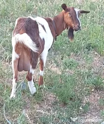 Capră tânără, sănătoasă și bine îngrijită