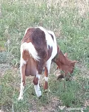 Capră tânără, sănătoasă și bine îngrijită 