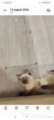 Pisici siamezi 2 luni jumate 