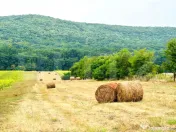 TEREN DE VÂNZARE 15.000 mp– POIENI, COMUNA SCHITU DUCA ??