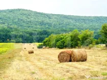 TEREN DE VÂNZARE 15.000 mp– POIENI, COMUNA SCHITU DUCA ??