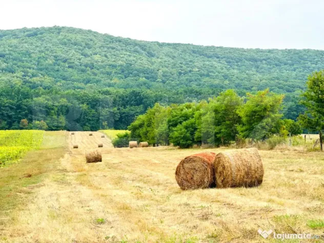 TEREN DE VÂNZARE 15.000 mp– POIENI, COMUNA SCHITU DUCA ??