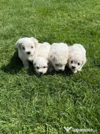 Vând căței bichon maltez