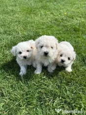 Vând căței bichon maltez