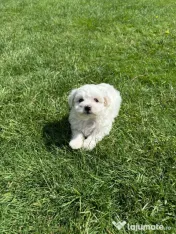 Vând căței bichon maltez