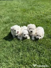 Vând căței bichon maltez