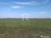 Cernica Tanganu Parcele 1023 mp la 17.000 euro