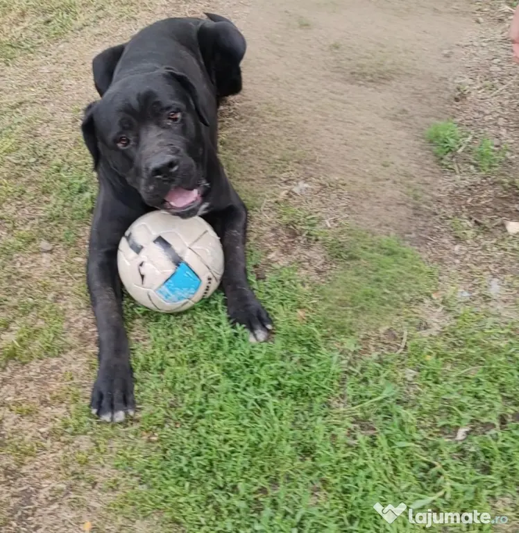 Disponibili Cane Corso adoptie