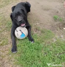 Disponibili Cane Corso adoptie