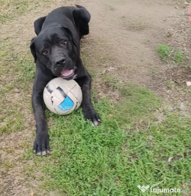 Disponibili Cane Corso adoptie