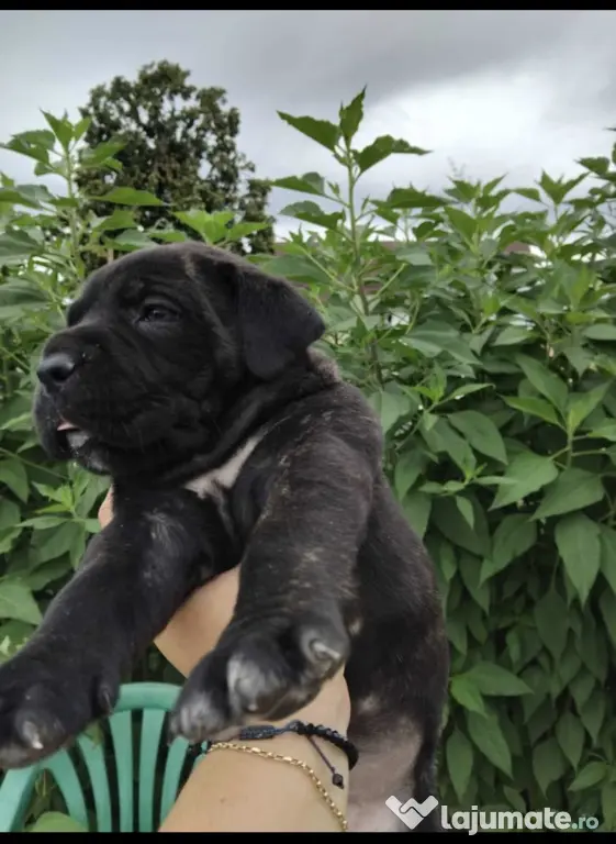 Disponibili Cane Corso adoptie