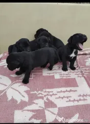 Disponibili Cane Corso adoptie