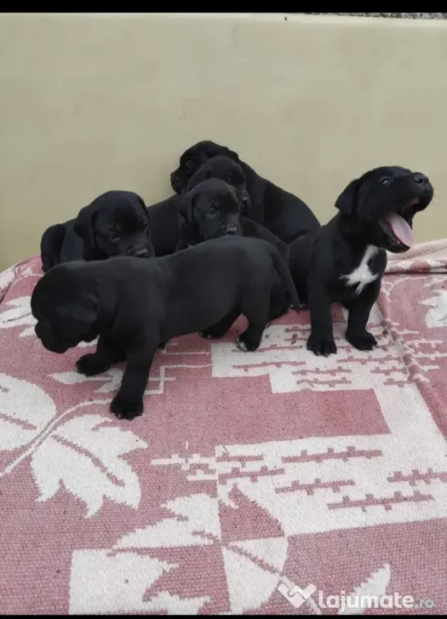 Disponibili Cane Corso adoptie