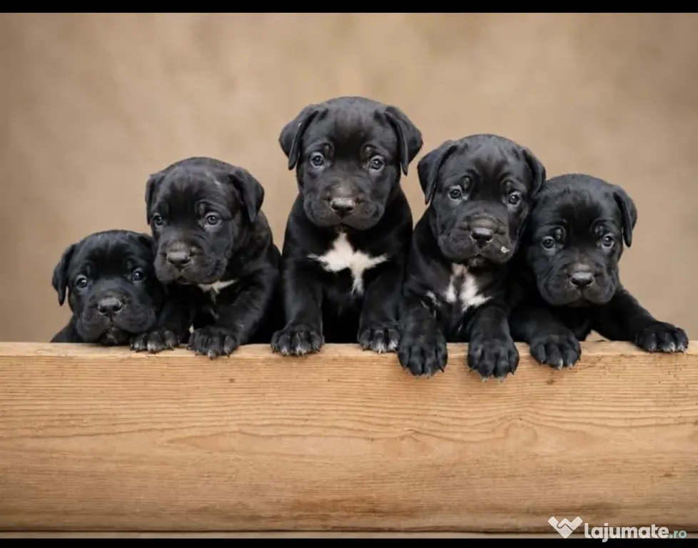 Disponibili Cane Corso adoptie