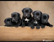 Disponibili Cane Corso adoptie