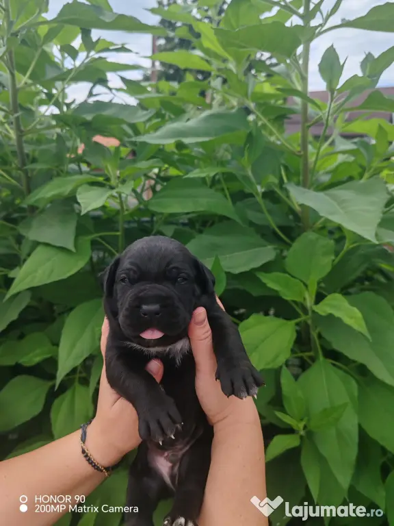 Disponibili Cane Corso adoptie