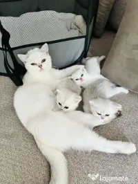 Pui pisica British Shorthair Chincila Silver