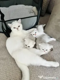 Pui pisica British Shorthair Chincila Silver