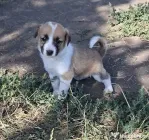 Dau spre adoptie catei talie mica.