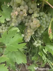 vand struguri de vin 