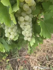 vand struguri de vin 
